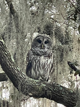 Load image into Gallery viewer, Owl Outpost
