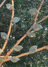 Load image into Gallery viewer, ACE Tree Custom Leaves
