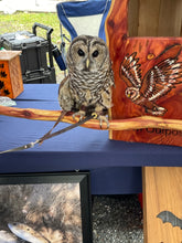 Load image into Gallery viewer, Owl Outpost
