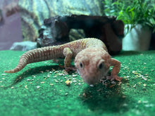 Load image into Gallery viewer, Mud Puppy (FSWD)
