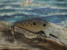Load image into Gallery viewer, Mud Puppy (FSWD)

