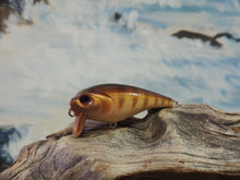 Load image into Gallery viewer, Mud Puppy (FSWD)

